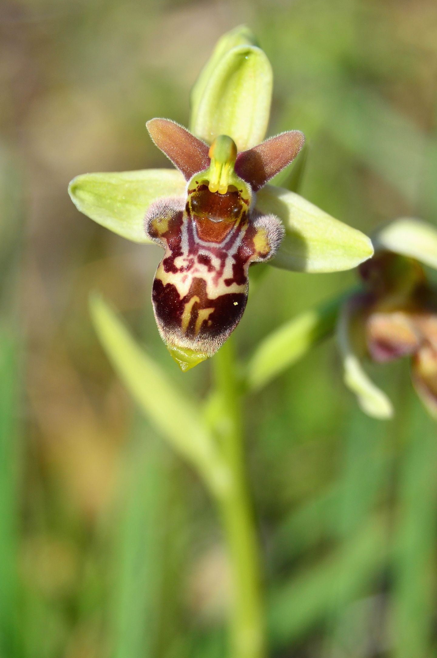 Ophrys da determinare 05 04 2014